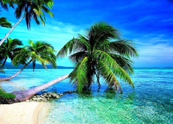 Tropiki, Morze, Plaża, Palmy