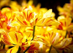 Żółte, Rozkwitnięte, Tulipany