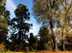 Park, Jesienią, Przebijające, Światło