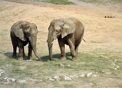 Dwa, Słonie