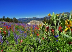 Sierra Nevada, Kalifornia, Kwiaty, Góry, Łąka