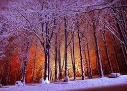 Zima, Park, Ośnieżone, Drzewa