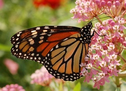 Monarcha, Motyl, Różowe, Kwiatki