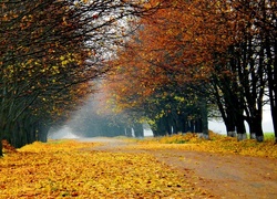 Droga, Drzewa, Liście, Jesień