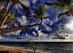 Ocean, Plaża, Palmy, Tropiki