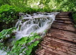 Rwąca, Rzeka, Las