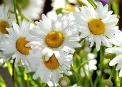 Białe, Kwiaty, Rumianku