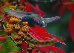 Koliber, Ptak, Kwiaty