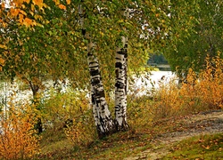 Rzeka, Brzozy, Liście, Jesień