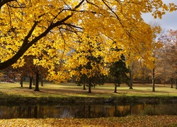 Park, Drzewa, Rzeczka