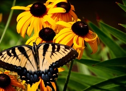 Żółte, Kwiaty, Rudbekia, Motyl, Paź królowej