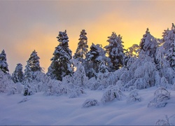 Śnieg, Drzewa, Niebo