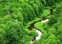 Zielony, Las, Meandrująca, Rzeka