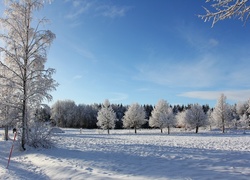 Zima, Łąka, Drzewa, Las