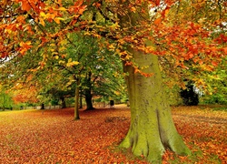 Park, Alejki, Drzewa, Liście, Jesień