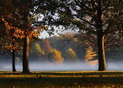 Park, Drzewa, Mgła, Liście, Jesień