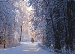 Las, Droga, Przebijające, Światło, Zima