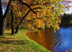 Rzeka, Kaczki, Park, Jesień