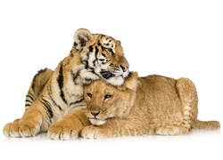 Lwica, Tygrys, Przyjaciele