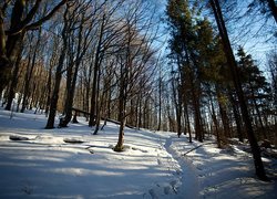 Bieszczady, Las, Cienie