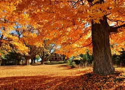 Jesień, Drzewa, Dom