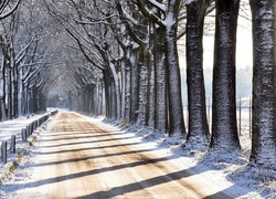Zima, Droga, Szpaler, Drzew
