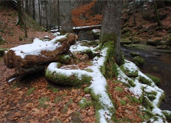 Las, Liście, Rzeczka, Śnieg