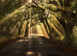 Droga, Drzewa, Promienie Słońca