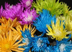 Kwiaty, Kolorowe, Margerytki