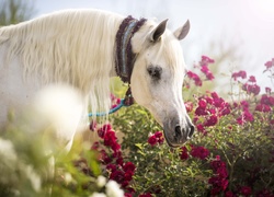 Koń, Łeb, Kwiaty