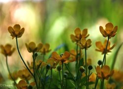 Kaczeńce, Żółte, Kwiaty