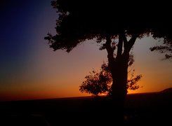 Zachód Słońca, Drzewo