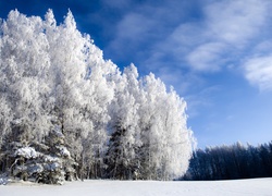 Ośnieżone, Drzewa, Zima