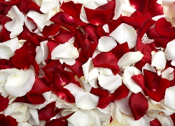 Białe, Czerwone, Płatki, Róż