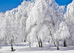 Ośnieżone, Drzewa