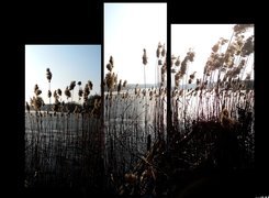 Jezioro, Trawy, Grafika