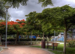 Park, Bench, Nature, Spain, Aleja, Wyspy, Kanaryjskie