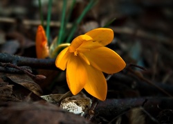 Żółty, Krokus