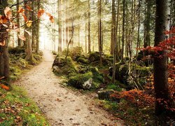 Las, Ścieżka, Kamienie