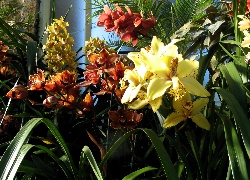 Piękne, Orchidee