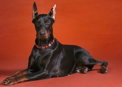 Doberman, Obroża