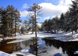 Jezioro, Śnieg, Drzewa