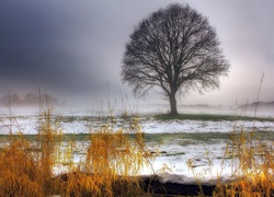Mgła, Śnieg, Drzewo, Suche, Trawy