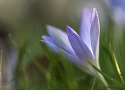 Liliowy, Krokus, Kwiat, Wiosna