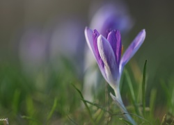 Liliowy, Krokus, Kwiat, Wiosna