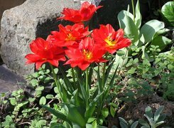 Czerwone, Tulipany, Rośliny, Kamień