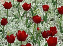 Czerwone, Tulipany, Rośliny