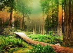 Las, Mgła, Zwalone, Drzewo