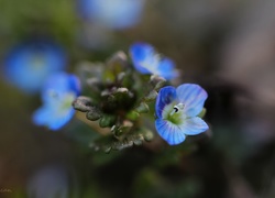 Przetacznik, Niebieskie, Kwiaty