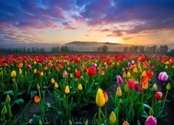 Tulipany, Zachód, Słońca